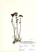 藏品(野薄荷)的圖片